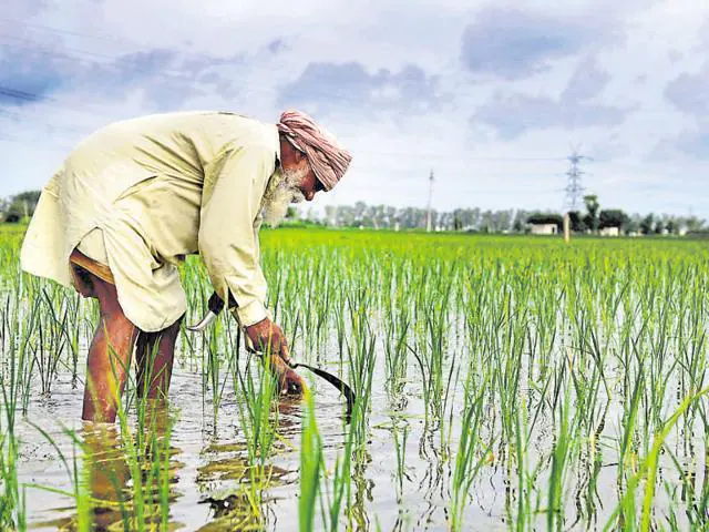 Farming experience