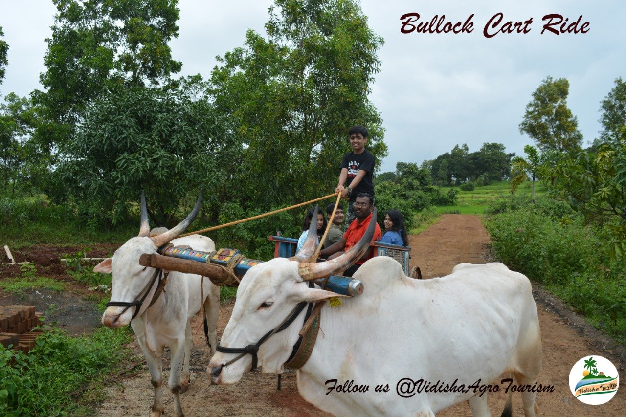 Bullock cart ride